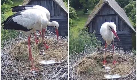The storks are returning to Čigoć