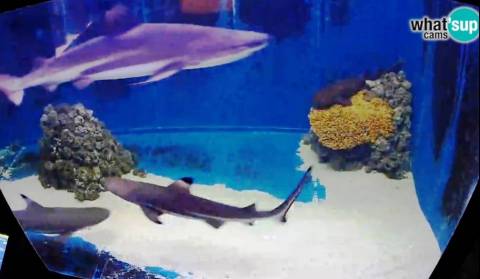 Aquarium Pula, Shark – Fort Verudela - TOP TEN!