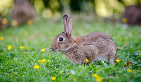Proljetni zeko, Dan škole Delnice