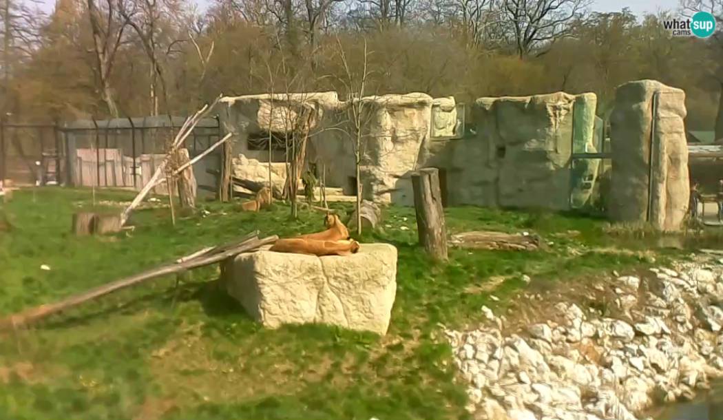 Zagrebački Lavovi Zoo, web kamera uživo iz zoološkog vrta