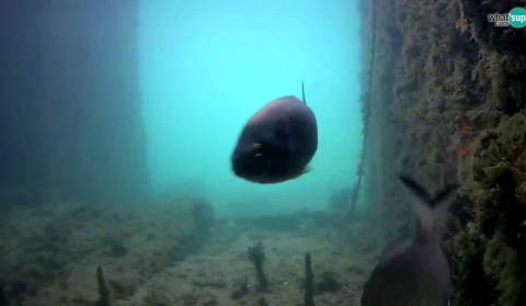 Brijuni - underwater camera, boat garage