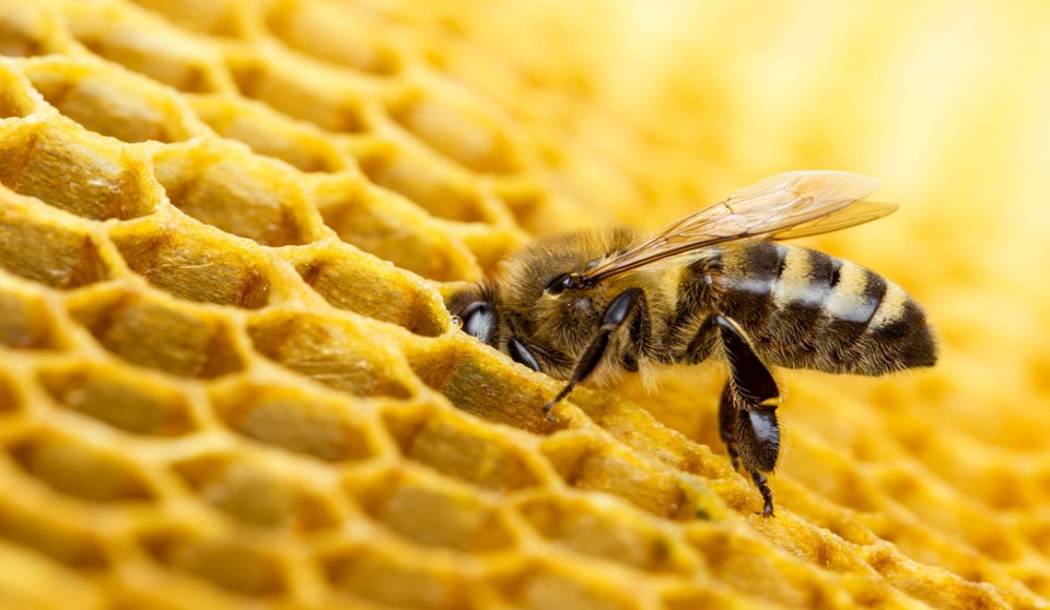 Pčelama prijeti izumiranje