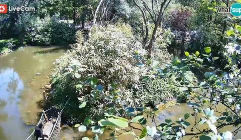 SLO - ZOO, Giboni