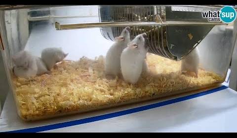 Živahni mišići, PMF, Noć biologije 2021