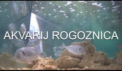 Akvarij Rogoznica