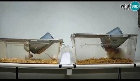 Laboratorijski miševi i štakori - PMF