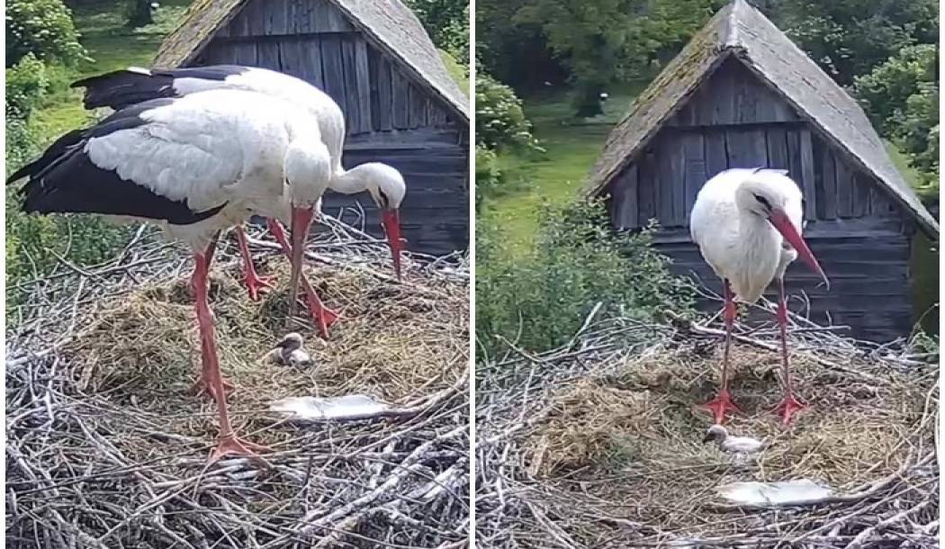 The storks are returning to Čigoć