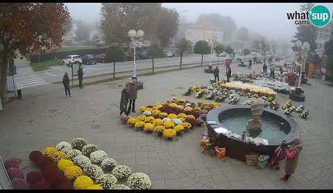 Krizanteme, cvijeće Svi sveti - Novska, Live Cam Croatia