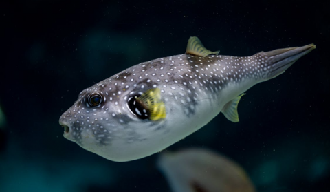 An Invasive Pufferfish Species is Threatening Croatia's Ocean Life