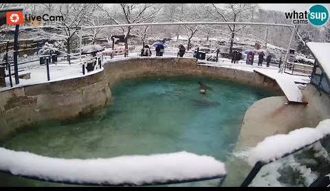 Zagreb Zoo pod snijegom! Pogledajte kako životinje uživaju u zimi - Live Cam Croatia