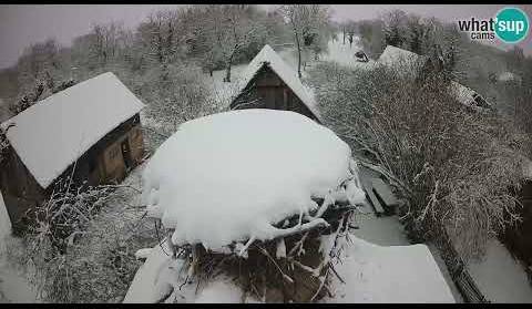Sasvim drugačija slika Čigoča: gnijezdo roda pod snijegom, Live Cam Croatia