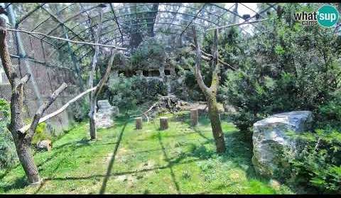 Dan u nastambi bjeloglavih supova! Time Lapse iz Zoološkog vrta Zagreb - nova LiveCamCroatia kamera