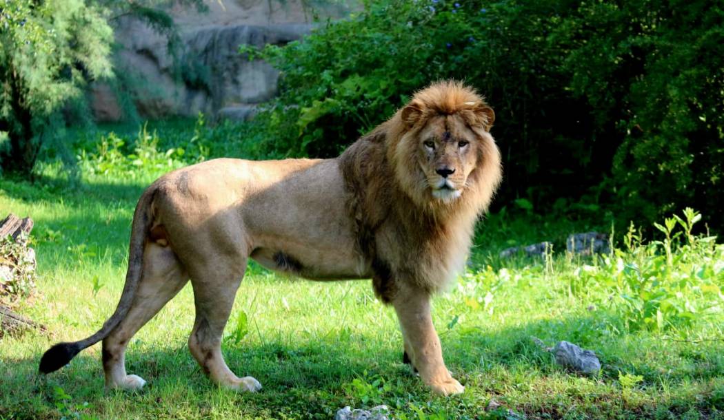 Novi kraljevski par u zagrebačkom ZOO-u