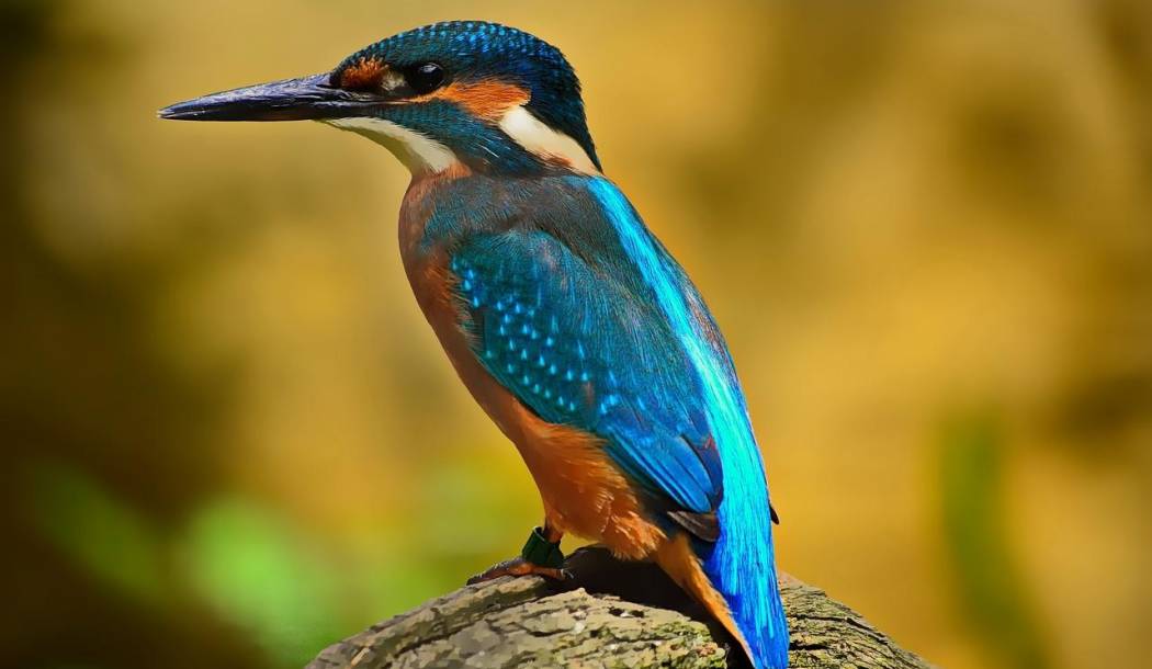 Svjetski dan promatranja ptica u Ninskoj laguni